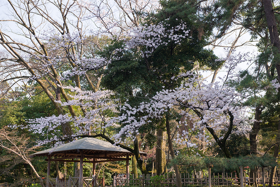 3月　桜の季節