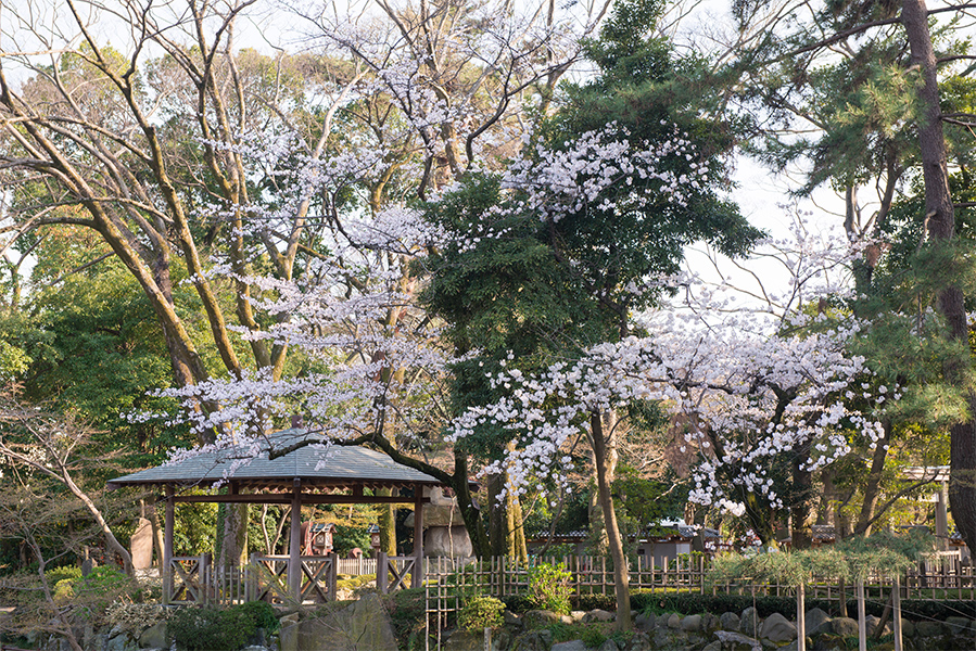 3月　桜の季節