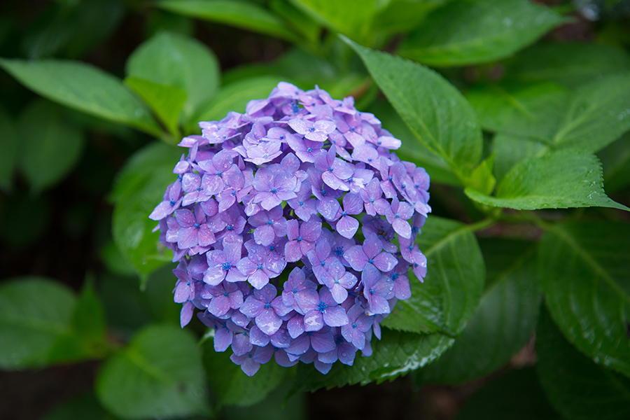 6月　紫陽花の季節