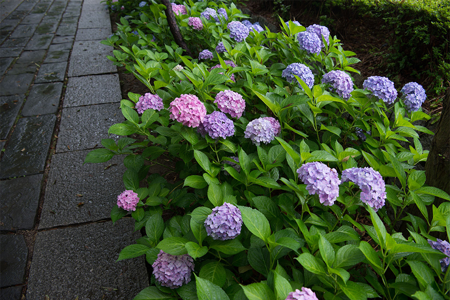 6月　紫陽花の季節