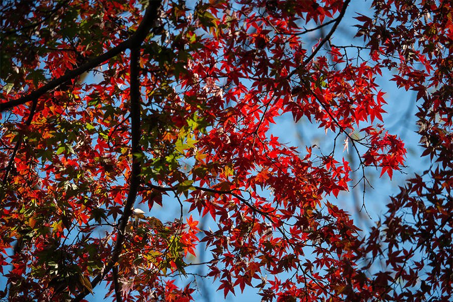 11月　紅葉の季節
